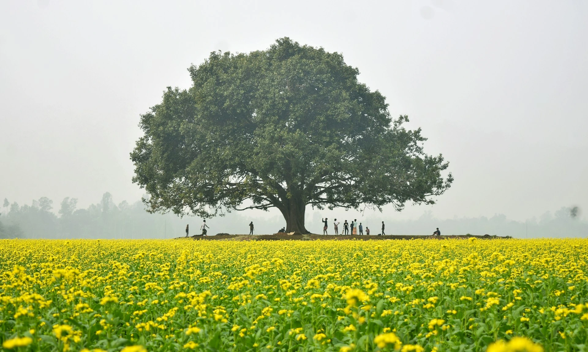 Sreemangal Tea Estates